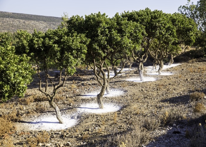 mastic tree garden