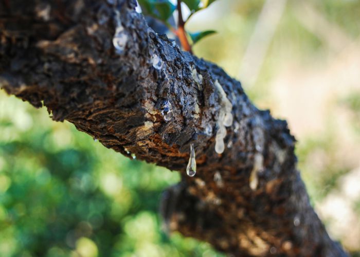 mastic tree tears