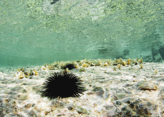 sea urchin Viviana Delidaki shutterstock compressed