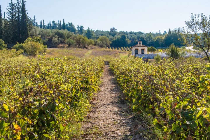 Vineyard landscape in Nemea - credits: Andronos Haris/Shutterstock.com